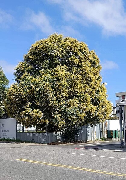 老芒果樹今年2月枝繁葉茂,樹型亮眼。圖/讀者提供