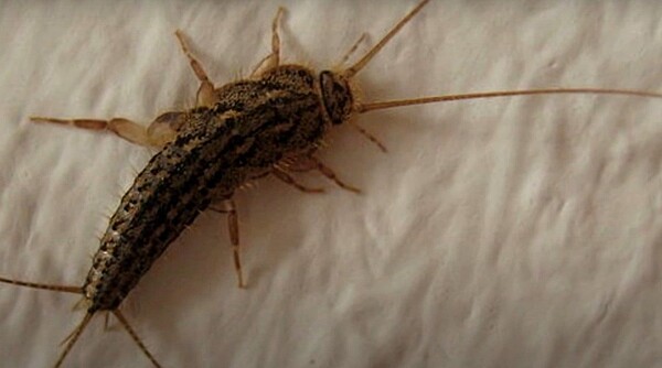 蠹魚無害,喜歡潮濕的環境,水和濕氣有利於牠們生存。圖截自YouTube