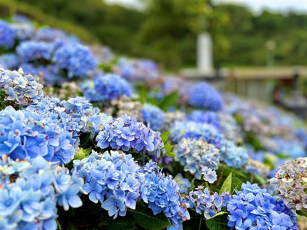 位在萬里區的高家繡球花田以及坪林區的石牌縣界公園，近期成為大家口耳相傳的最新打卡秘境。圖／新北市政府提供