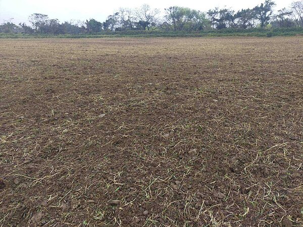 桃園市蘆竹區中福鎘汙染地區數十年來農地荒蕪,至今無法復耕。圖/張桂綿提供