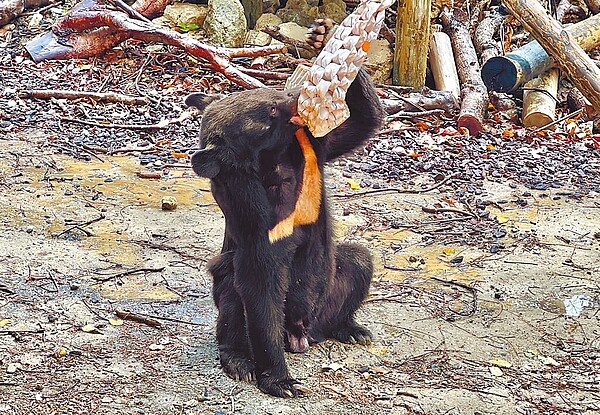 高雄壽山動物園近日攜手屏東內埔農工，打造「熊」促咪覓食玩具，圖為黑熊品嘗在消防水帶內的食物。（高市觀光局提供／柯宗緯高雄傳真）