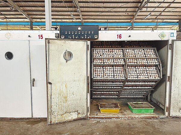 蔡嫌「關掉孵蛋機」導致種雞悶死,遭檢方起訴恐嚇取財罪。(嘉義地檢署提供/廖素慧嘉市傳真)