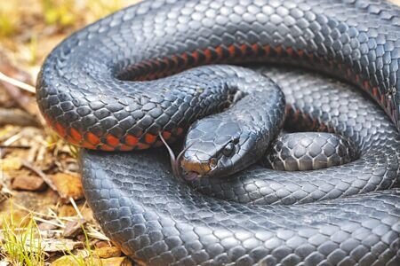 民俗專家廖大乙提醒,蛇被視為土地公的「腳力」,也就是部將之意,若夢到蛇代表該去找土地公拜拜或布施及樂捐。(本報資料照片)