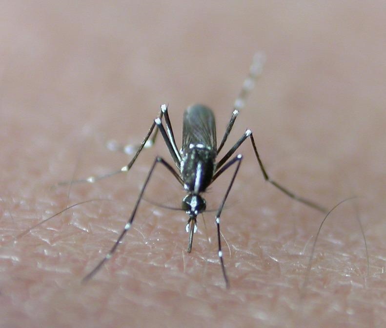 新研究揭露人類身上的哪種氣味最吸引蚊子。圖／維基百科