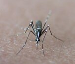 蚊子老愛叮你？新研究揭開蚊子最受哪種人體氣味吸引