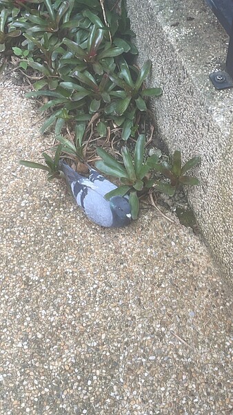 疑誤食毒餌的野鴿子落在大樓中庭動彈不得。圖/讀者提供