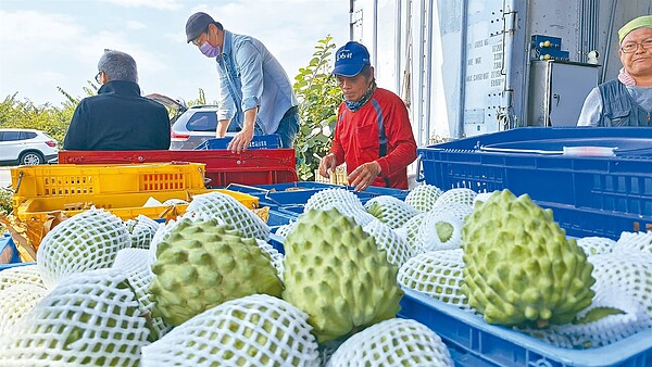 台東縣長饒慶鈴表示,縣府和學界訂檢疫規範,可去除99%粉介殼蟲。圖/聯合報系資料照