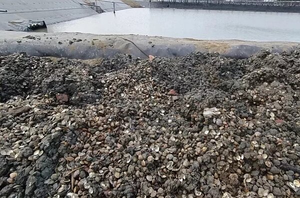 台南濱海以漁電共生養殖文蛤,上月間曾出現文蛤大量暴斃,是否漁電共生適用文蛤養殖引爭議。圖/聯合報資料照片