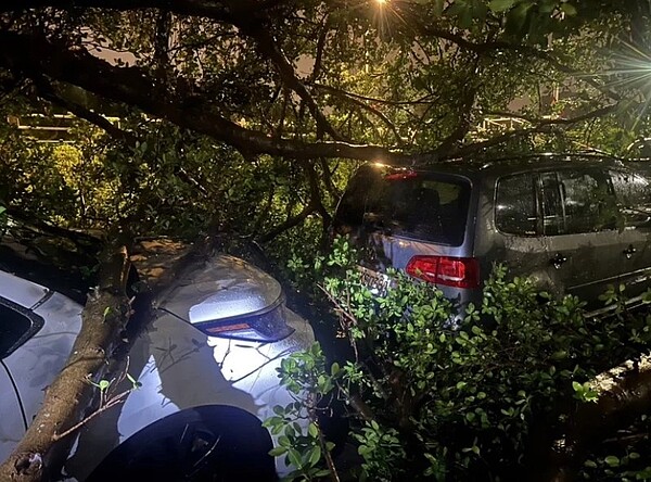 北市前晚遭逢大雷雨，樹倒15棵，壓到人車。圖／北市府提供
