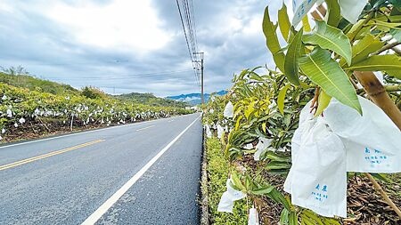 台南即將迎來芒果盛產期，大多數的果園都完成套袋工作。（張毓翎攝）