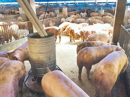 雲林縣養豬頭數156萬頭全台最多,飼養過程需要處理死豬,惡臭問題存在多年,令居民忍無可忍。(周麗蘭攝)