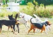 遊蕩犬逼近16萬隻　野生動物屢遭攻擊