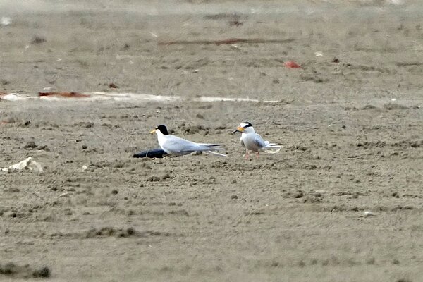 二級保育類小燕鷗。圖/產業發展處提供