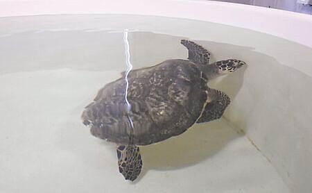 
桃園市政府與Xpark水族館合作成立桃園市海龜保育教育暨救傷中心，目前協助5月8日在基隆受傷的玳瑁「大玳」，取出勾在食道的魚鉤後，在專業收容池康復中。（蔡明攝）
