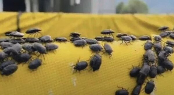 台東縣議員陳宏宗說，稻黑椿象太嚴重了，關山德高地區部分稻田出現大量繁殖，估計達3億隻。圖／陳宏宗提供
