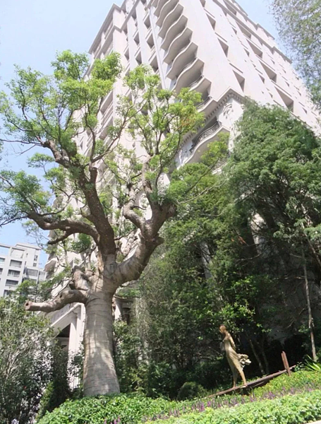 桃園某社區因為後後院一棵大樹住戶與管委會對薄公堂。示意圖非本案/聯合報資料照