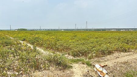 
台南市後壁區歷年一期稻作面積都超過3000公頃，但因今年缺水，絕大多數的田區都休耕。（張毓翎攝）
