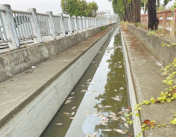高雄市大寮區灌溉溝渠30日出現大量死魚,臭氣沖天,居民苦不堪言。(翻攝照片/洪靖宜高雄傳真)