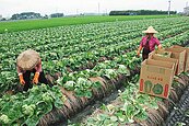 碰上潭美颱風　中元節菜價飆漲