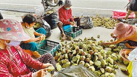 台南白河進入蓮子產季，路旁經常可見婆婆媽媽們聚在一起剝蓮蓬、揀選蓮子。（張毓翎攝）