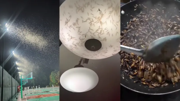 上海白蟻成災，網友建議炸來吃。圖擷自外媒