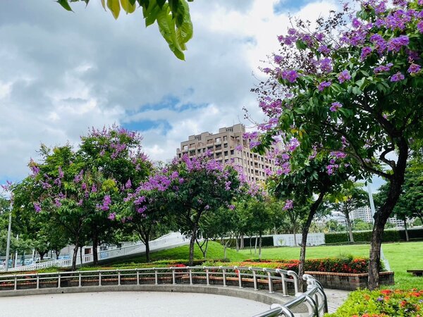 廍興公園大花紫薇盛開。圖／台中市建設局提供