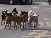 台南設浪犬收容所　里長批地目卡關