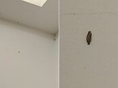 家中牆上驚見「移動水泥塊」會吃衣服　達人傳授3招完全根除