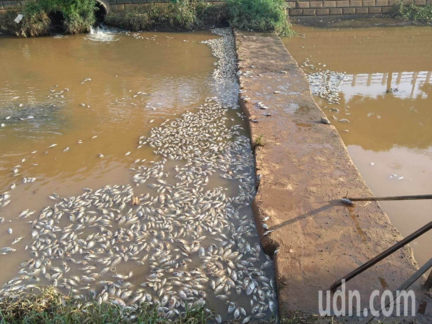 台中市梧棲大排水溝多次出現魚屍，今天又出現大批死魚。記者游振昇／攝影 