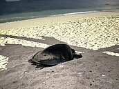 小琉球海龜產房旁辦音樂祭　廠商成「全島公敵」急踩煞車