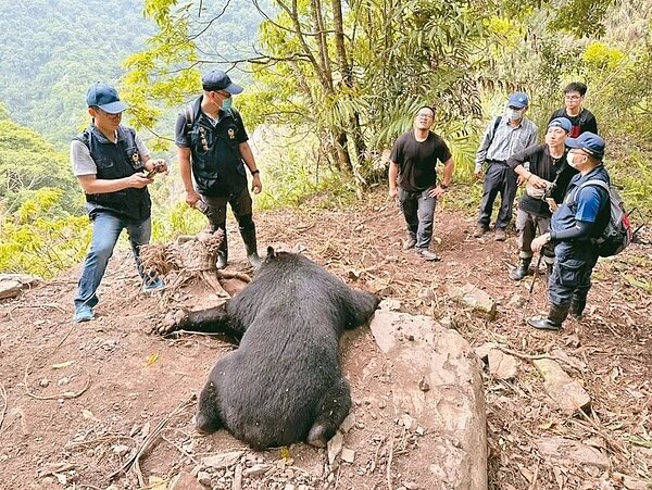 東勢林管處表示,體重85公斤的成年大公熊,今年3月24日在大雪山捕捉後繫放,追蹤2個多月,6月2日晚間接獲死亡訊號,翌日在橫流溪旁山域尋獲遺體。圖/東勢林管處提供