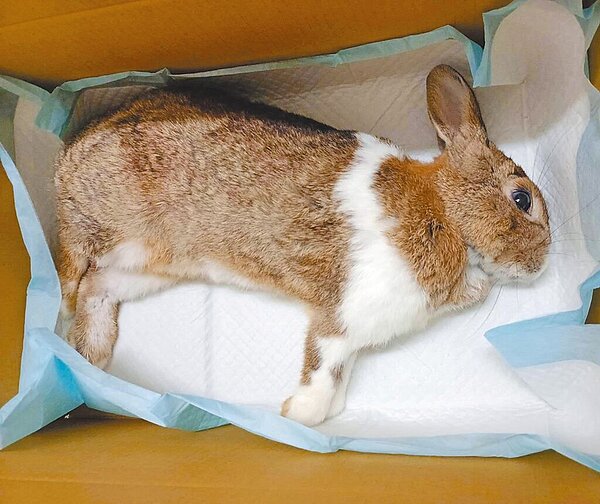高雄一名飼主發現大伯摔兔子，緊急將受傷的兔子送醫急救。（摘自黃紹庭臉書／林瑞益高雄傳真）