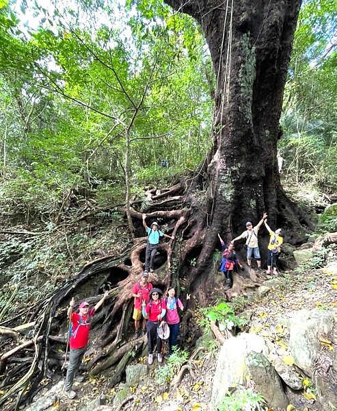 屏東縣牡丹鄉高士村林試所4號母樹園區的巨型茄苳樹,近年暴紅吸引遊客探訪,衍生砍樹闢路、丟垃圾等亂象。圖/讀者提供