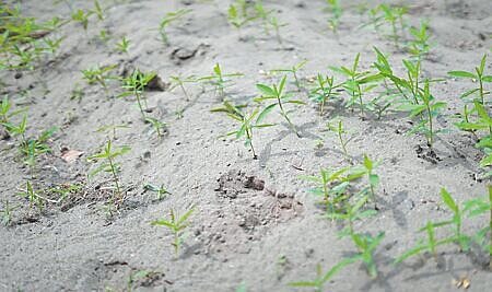 綠電發展成國際趨勢,政府積極推動能源轉型,加速綠電發展建置,去年光電業者大舉進入彰化插旗,儘管地方、環團聲音不斷,但仍有上百農民加入種電行列。(吳建輝攝)