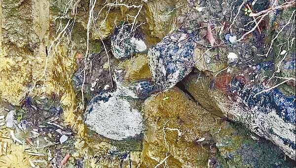 南投縣水里鄉永興社區300歲樟樹神木慘遭工人斷根,縣府到場會勘,在神木樹根患部塗抹黑色防菌藥劑,避免神木染菌生病(見圖)。(民眾提供/楊靜茹南投傳真)