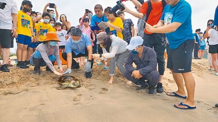 616世界海龜日，澎湖野放4隻傷癒海龜，並宣導海洋保育類野生動物教育。（許逸民攝）