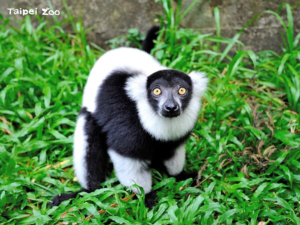 台北市立動物園在連假期間,前130名入園遊客能獲得限定禮,指定商店消費滿額也有小贈品。圖/台北市政府提供