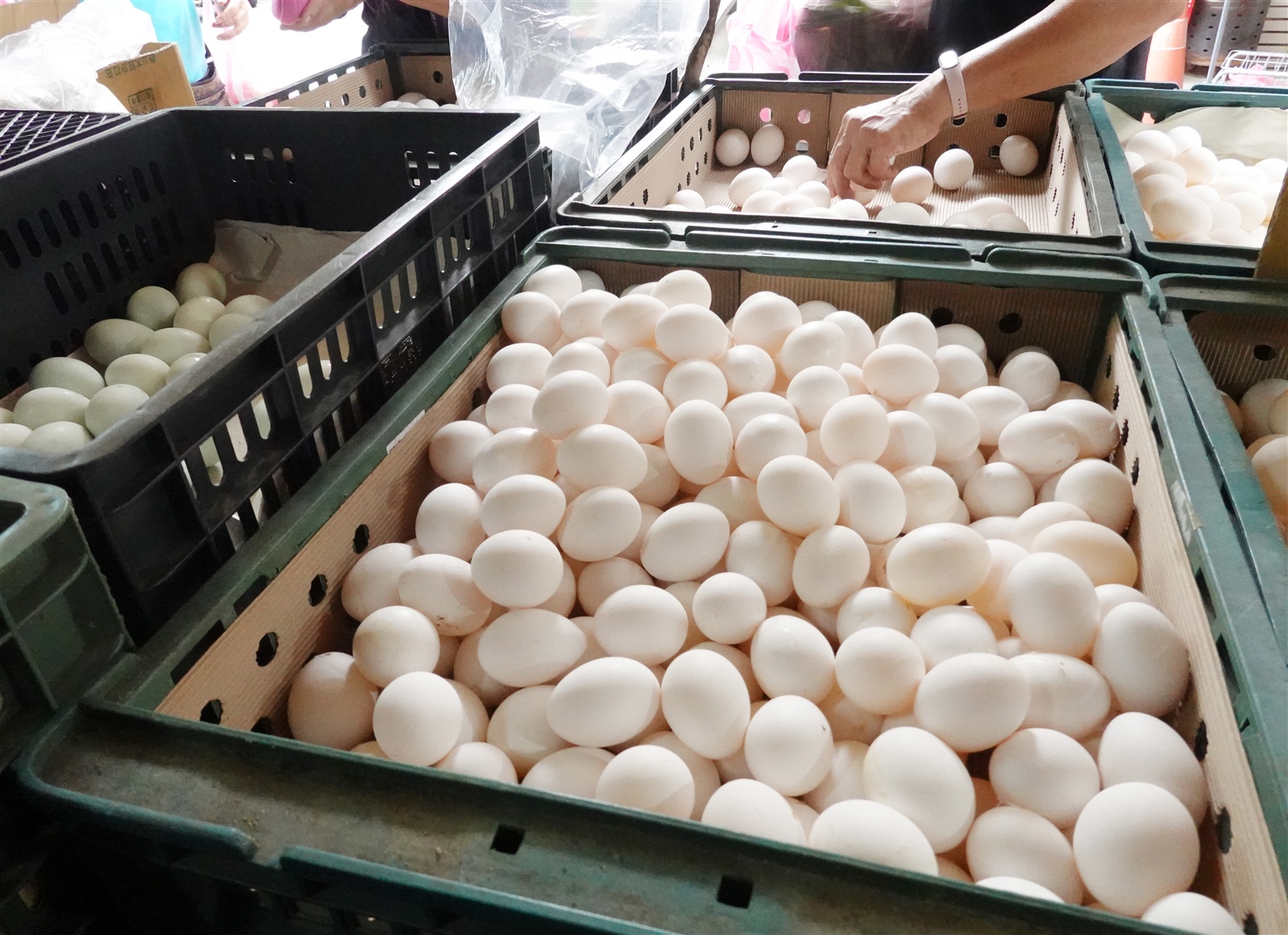 雞蛋配圖，農委會官員指出雞蛋消費量較第一季減少約一成，進口雞蛋數量與排程會依市況調節。記者曾吉松／攝影 