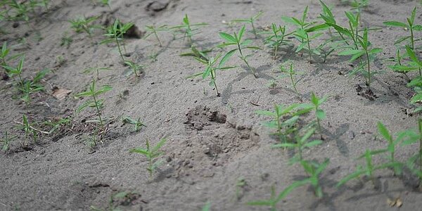 台灣的綠能發展日益受到關注。圖/本報資料照片