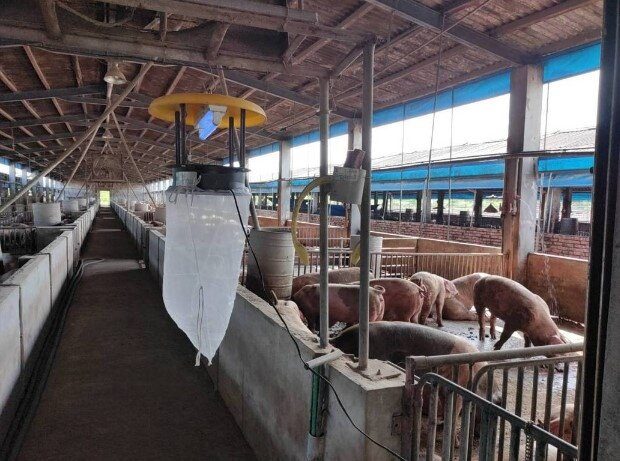 高市衛生局20日表示，新增2個案住家2公里內都有豬舍和水稻田，目前已噴藥及懸掛捕蚊燈監測。圖／衛生局提供
