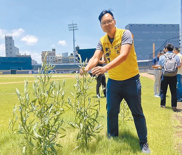 新竹市議會棒球場改善監督小組21日再次進到球場了解現況,結果竟發現內外野的野草已長的比半個成年人還高。圖/林彥甫提供