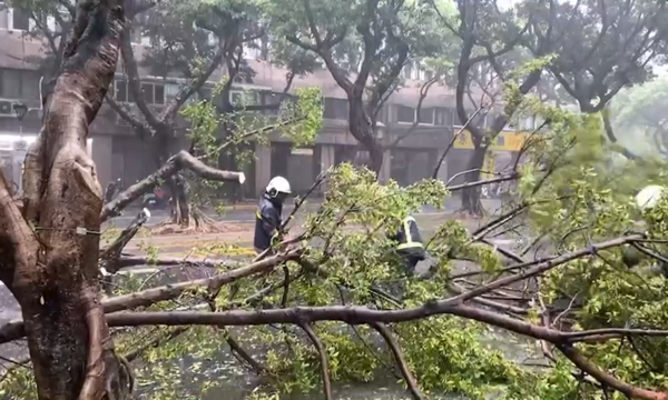 台北市重慶南路三段路樹倒塌。圖／翻攝畫面