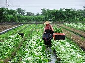 大雨製造機潭美來襲　農民忙防颱搶收