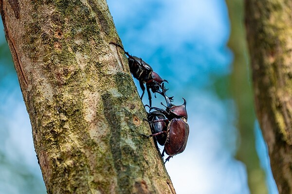 蘆竹羊稠步道甲蟲季6/24-7/9登場。圖/新聞處提供