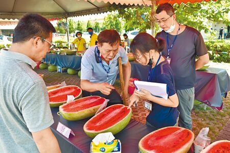 
竹南鎮農會24日舉辦西瓜節，評審負責西瓜評鑑大賽。（謝明俊攝）
