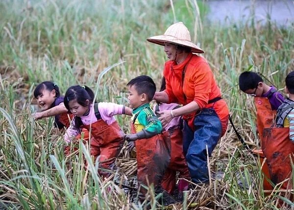 新北市金山區農友紅甘為守護候鳥棲地,加入「重要棲地生態服務給付」計畫。圖/新北農業局提供
