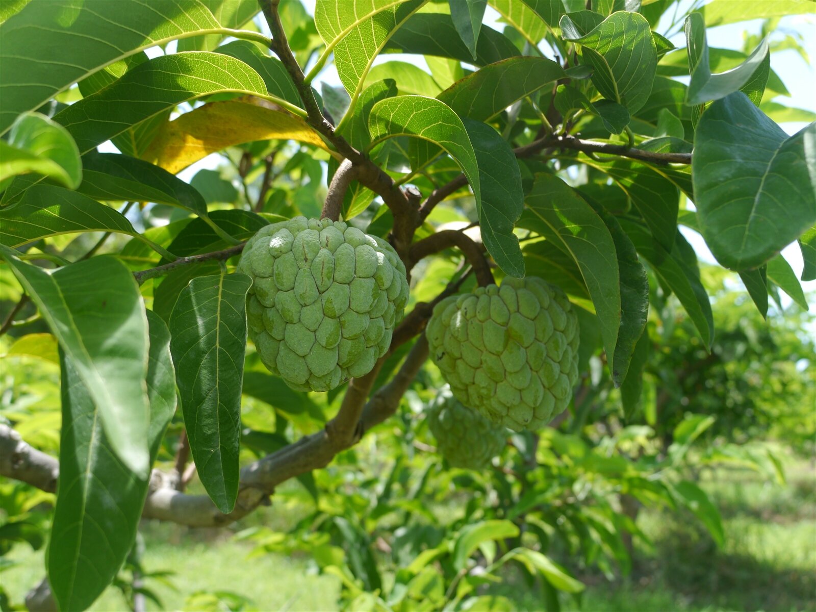 台東釋迦面積廣達5千公頃，大目釋迦與鳳梨釋迦各半，圖為即將可以套袋的大目釋迦。記者徐白櫻／攝影 