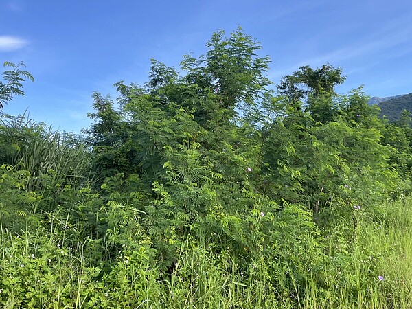銀合歡被列為世界百大危害外來種,已嚴重衝擊台灣生態與生物多樣性。圖/台泥提供