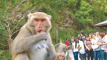 
據路殺社觀察，獼猴被路殺可能是被餵食習慣，再加上集體尋找食物來源，成群過馬路容易遭撞。（蕭嘉蕙攝）
