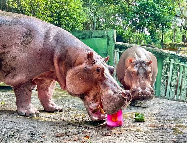 壽山動物園迎接重新開園後第一個暑假,推出多樣精采活動迎接假期。壽山動物園/提供